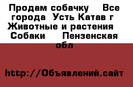 Продам собачку  - Все города, Усть-Катав г. Животные и растения » Собаки   . Пензенская обл.